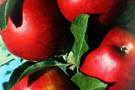 Apfel 'Roter Jonathan' - Malus 'Roter Jonathan' CAC