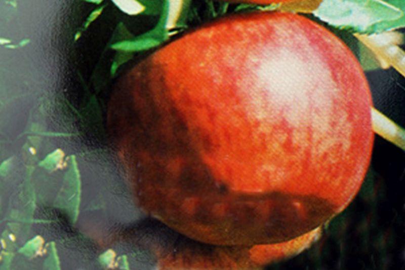 Apfel 'Topaz' -S- - Malus 'Topaz' -S- CAC