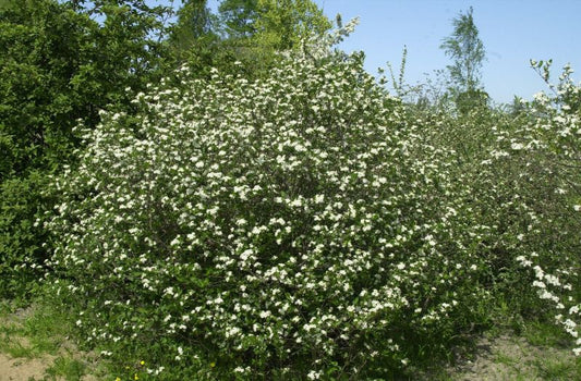 Apfelbeere prunifolia - Aronia prunifolia