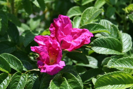 Apfelrose - Rosa rugosa