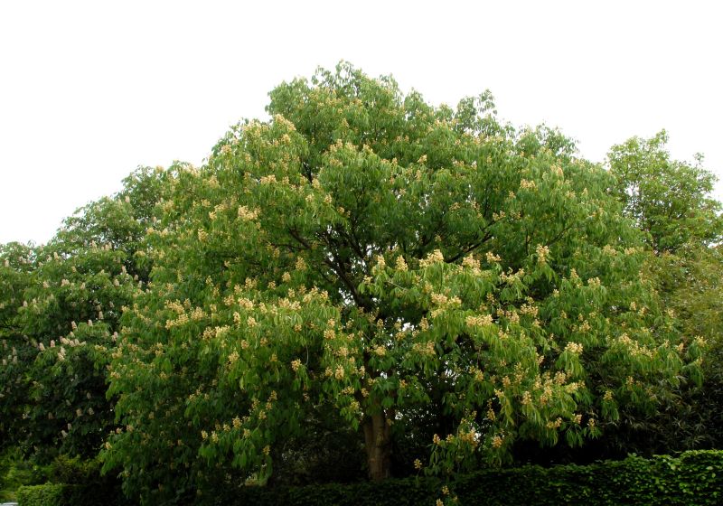 Appalachen-Rosskastanie - Aesculus flava