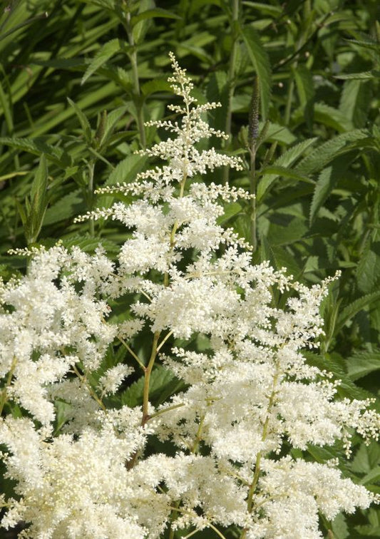 Arends Garten-Prachtspiere Brautschleier - Astilbe x arendsii 'Brautschleier'