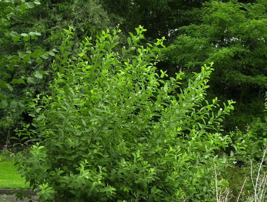 Aschweide - Salix cinerea