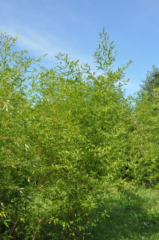 Bambus bissetii - Phyllostachys bissetii