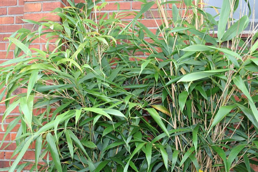 Bambus humilis - Phyllostachys humilis