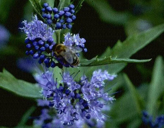 Bartblume 'Heavenly Blue' - Caryopteris clandonensis 'Heavenly Blue'