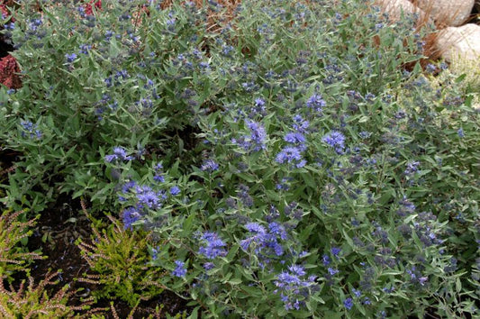 Bartblume 'Kew Blue' - Caryopteris clandonensis 'Kew Blue'