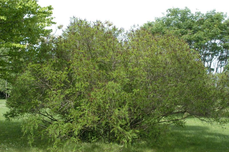 Bastardindigo - Amorpha fruticosa