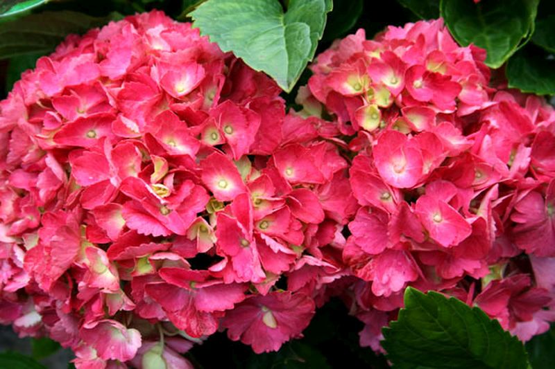 Bauernhortensie 'Hamburg' - Hydrangea macrophylla 'Hamburg'