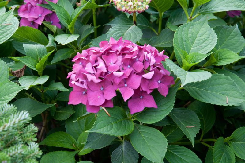 Bauernhortensie 'Leuchtfeuer' - Hydrangea macrophylla 'Leuchtfeuer'