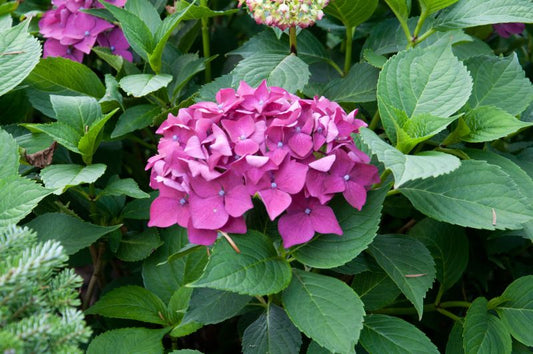 Bauernhortensie 'Leuchtfeuer' - Hydrangea macrophylla 'Leuchtfeuer'