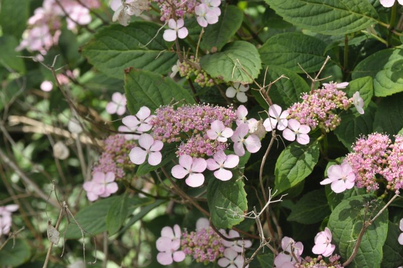 Bauernhortensie 'Mariesii Perfecta' - Hydrangea macrophylla 'Mariesii Perfecta'