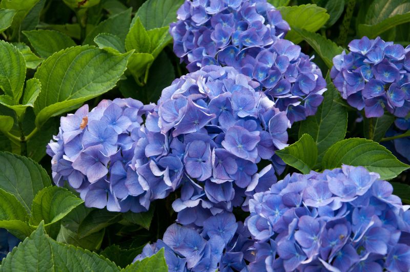 Bauernhortensie 'Renate Steiniger' - Hydrangea macrophylla 'Renate Steiniger'