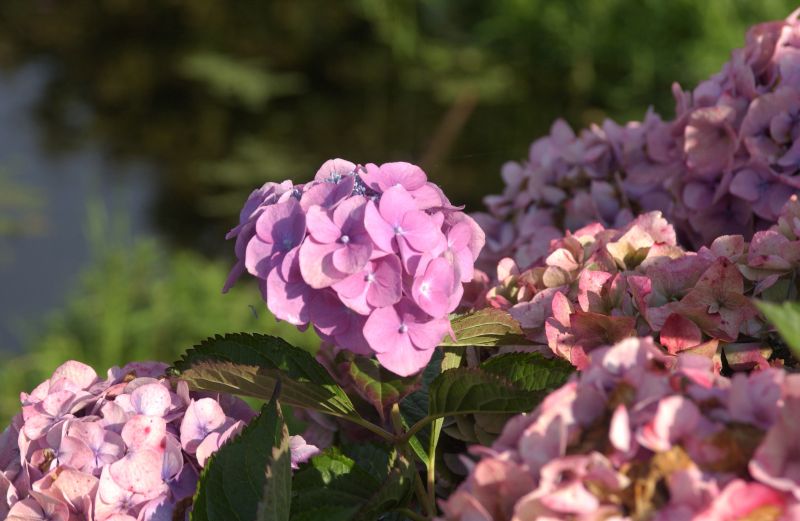 Bauernhortensie 'Rosita' - Hydrangea macrophylla 'Rosita'
