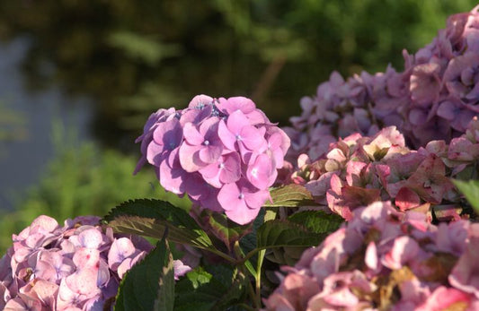 Bauernhortensie 'Rosita' - Hydrangea macrophylla 'Rosita'