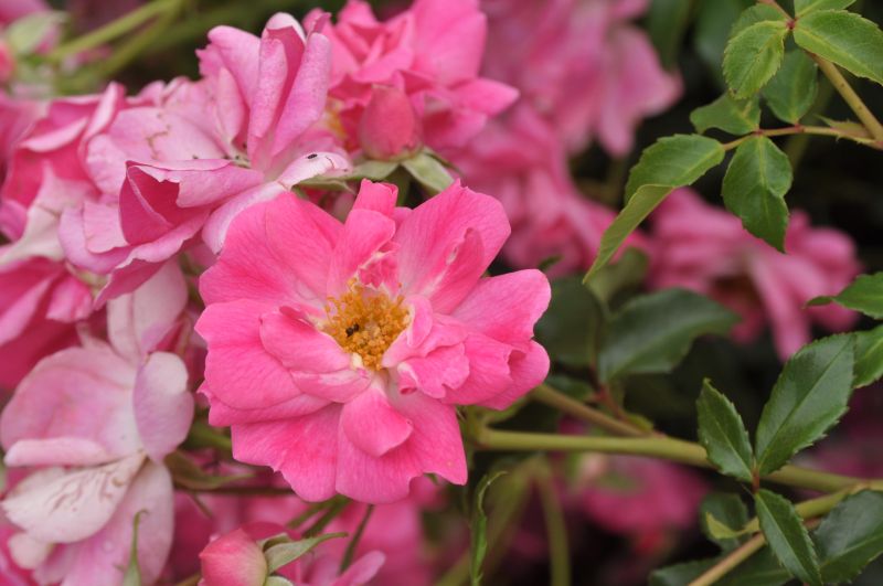 Beetro.'Bad Wörishofen 2005' ® ADR-Rose - Rosa 'Bad Wörishofen 2005' ® BT