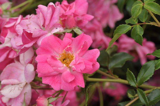 Beetro.'Bad Wörishofen 2005' ® ADR-Rose - Rosa 'Bad Wörishofen 2005' ® BT