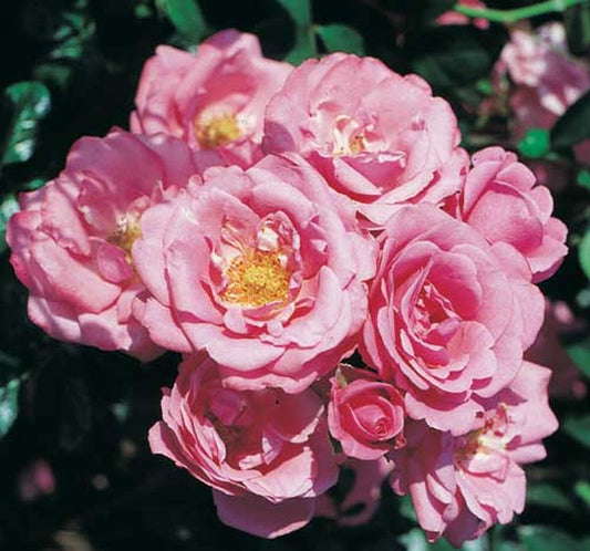 Beetrose 'Bella Rosa' ® - Rosa 'Bella Rosa' ® BT