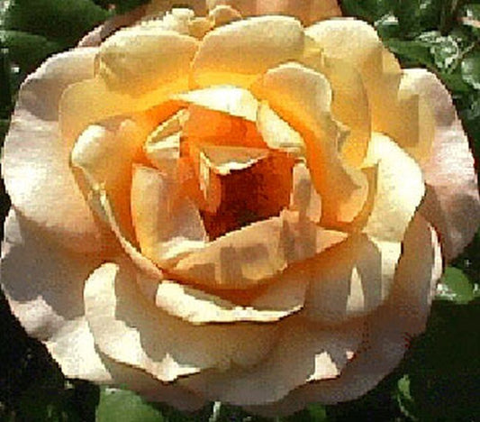 Beetrose 'Bernstein Rose' ® - Rosa 'Bernstein Rose' ® BT