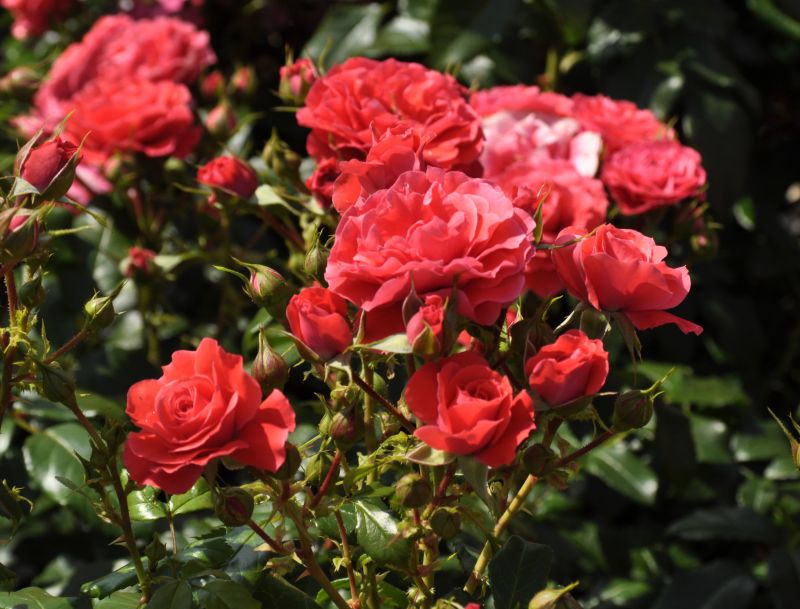 Beetrose 'Cherry Girl' ® ADR-Rose - Rosa 'Cherry Girl' ® BT