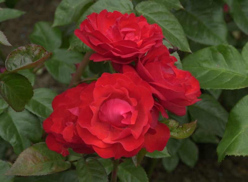 Beetrose 'Domstadt Fulda' ® - Rosa 'Domstadt Fulda' ® BT