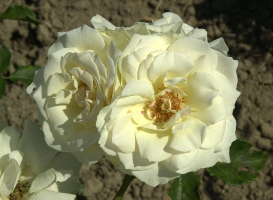 Beetrose 'Edelweiß' ® - Rosa 'Edelweiß' ® BT