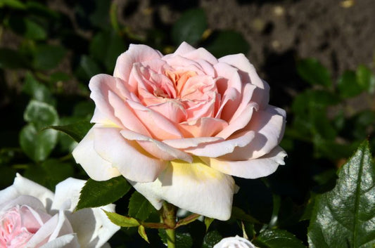 Beetrose 'Garden of Roses' ® ADR-Rose - Rosa 'Garden of Roses' ® BT