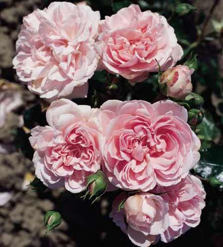 Beetrose 'Home & Garden' ® - Rosa 'Home & Garden' ® BT