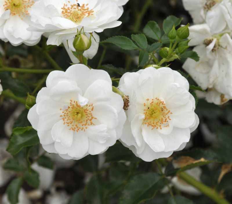 Beetrose 'Innocencia' ® ADR-Rose - Rosa 'Innocencia' ® BT