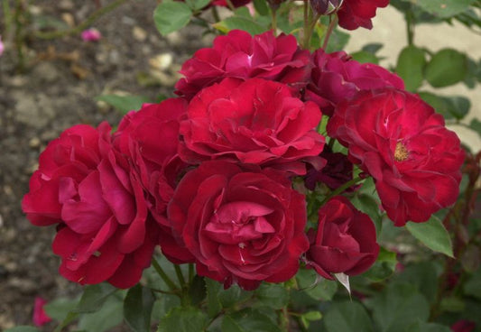 Beetrose 'Lilli Marleen' ® - Rosa 'Lilli Marleen' ® BT