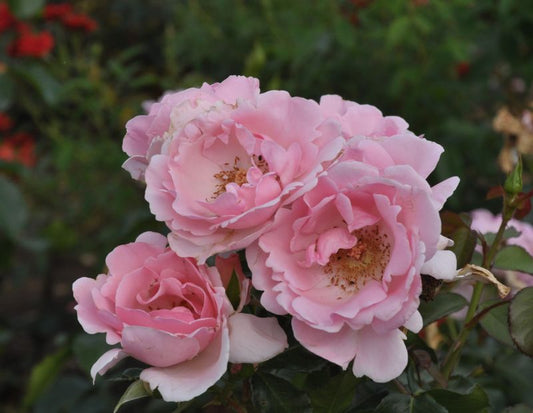 Beetrose 'Markgräfin Wilhelmine' - Rosa 'Markgräfin Wilhelmine' BT