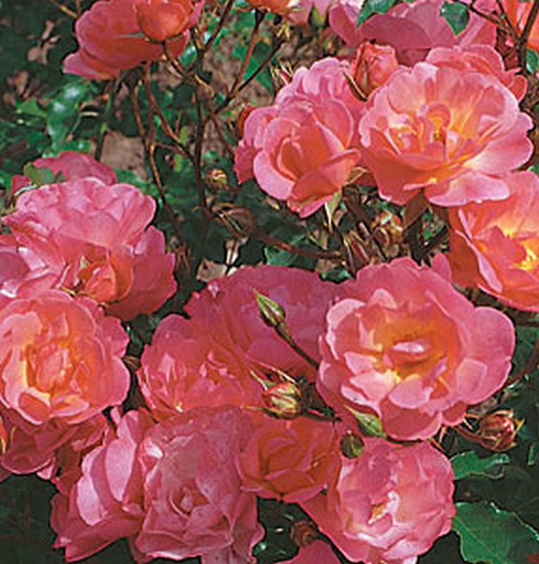 Beetrose 'Maxi Vita' ® ADR-Rose - Rosa 'Maxi Vita' ® BT