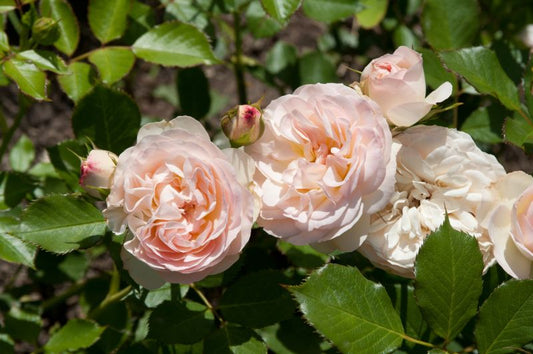 Beetrose 'Pastella' ® ADR-Rose - Rosa 'Pastella' ® BT