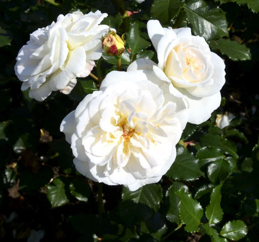 Beetrose 'Petticoat' ® ADR-Rose - Rosa 'Petticoat' ® BT