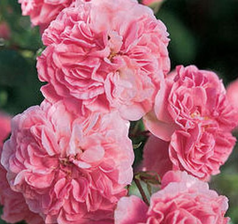 Beetrose 'Pink Swany' ® ADR-Rose - Rosa 'Pink Swany' ® BT