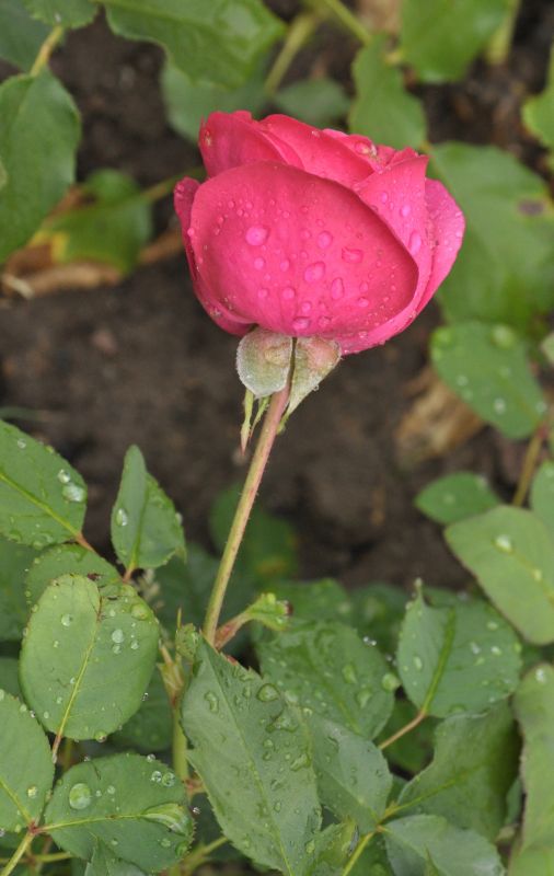 Beetrose 'Planten un Blomen' ® ADR-Rose - Rosa 'Planten un Blomen' ® BT