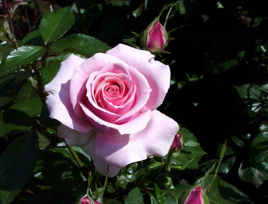 Beetrose 'Poesie' ® - Rosa 'Poesie' ® BT