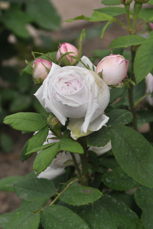 Beetrose 'Princess of Wales' ® - Rosa 'Princess of Wales' ® BT