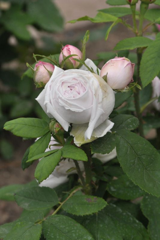 Beetrose 'Princess of Wales' ® - Rosa 'Princess of Wales' ® BT