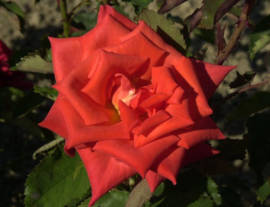 Beetrose 'Prominent' ® - Rosa 'Prominent' ® BT