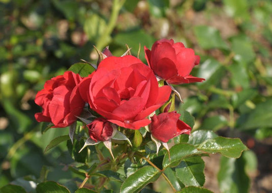 Beetrose 'Resonanz' ® ADR-Rose - Rosa 'Resonanz' ® BT