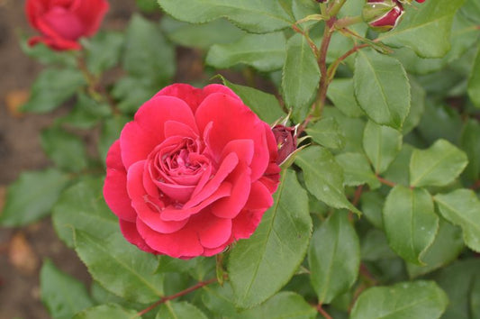 Beetrose 'Rouge Meilove' ® ADR-Rose - Rosa 'Rouge Meilove' ® BT