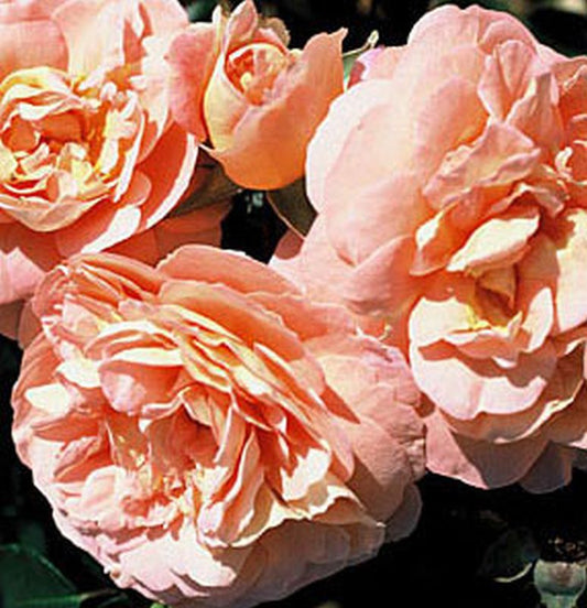 Beetrose 'Sangerhäuser Jubiläumsrose' ® - Rosa 'Sangerhäuser Jubiläumsrose' ® BT
