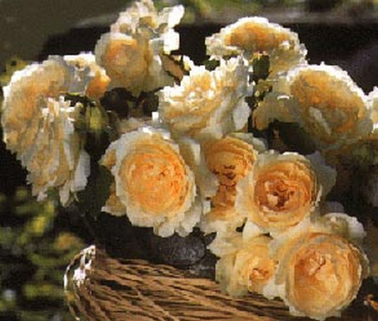 Beetrose 'Tchaikovski' ® - Rosa 'Tchaikovski' ® BT