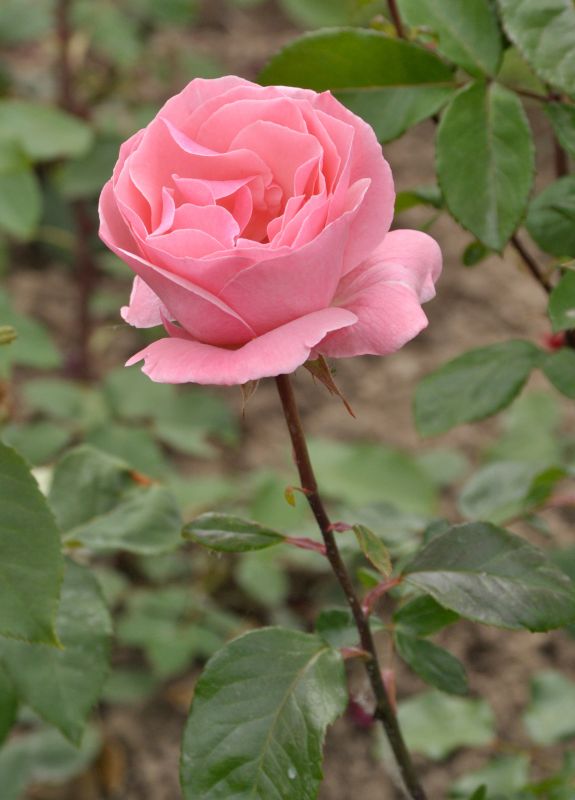 Beetrose 'The Queen Elizabeth Rose' ® - Rosa 'The Queen Elizabeth Rose' ® BT