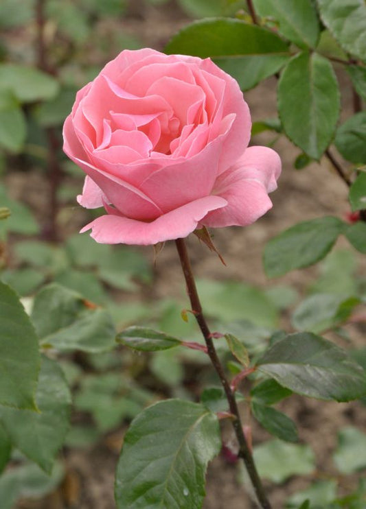 Beetrose 'The Queen Elizabeth Rose' ® - Rosa 'The Queen Elizabeth Rose' ® BT