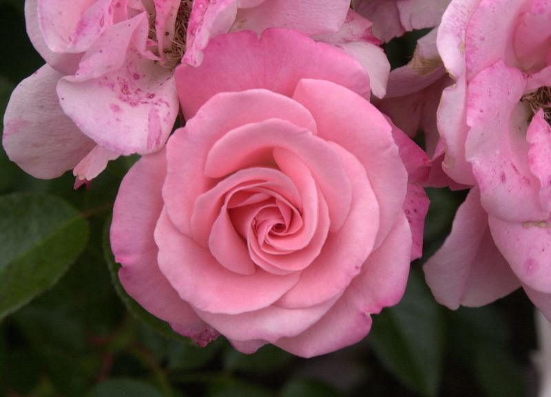 Beetrose 'Trier 2000' ® - Rosa 'Trier 2000' ® BT