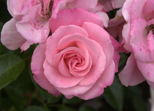 Beetrose 'Trier 2000' ® - Rosa 'Trier 2000' ® BT