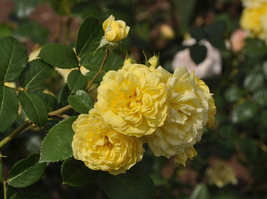 Beetrose 'Yellow Meilove' ® ADR-Rose - Rosa 'Yellow Meilove' ® BT