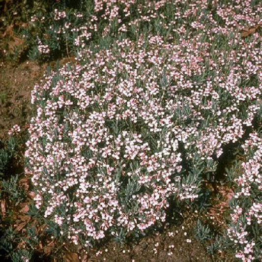 Behaarte Rosmarinheide - Andromeda glaucophylla
